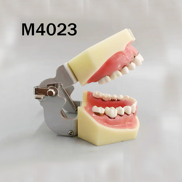 Periodontal Model - each image 0