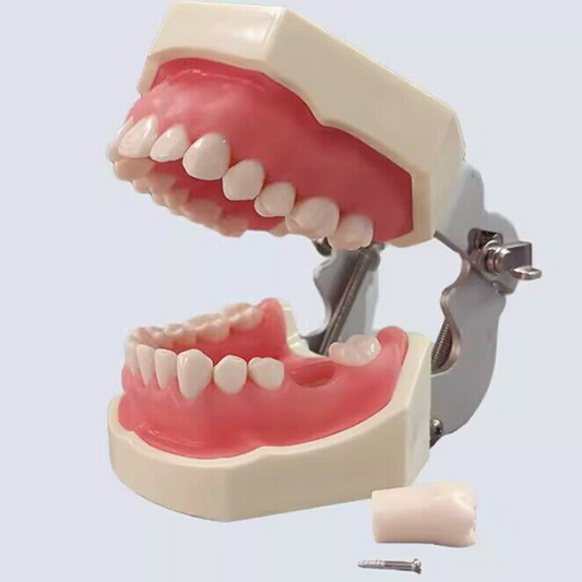 Standard Model with 28 Screw-in Teeth image 0