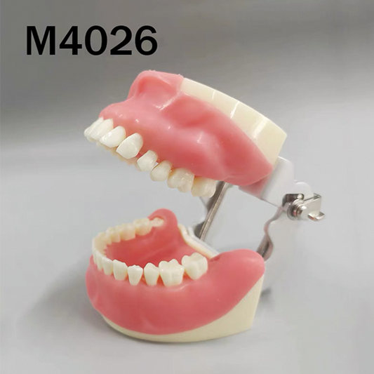 Training Model for Oral Surgery image 0