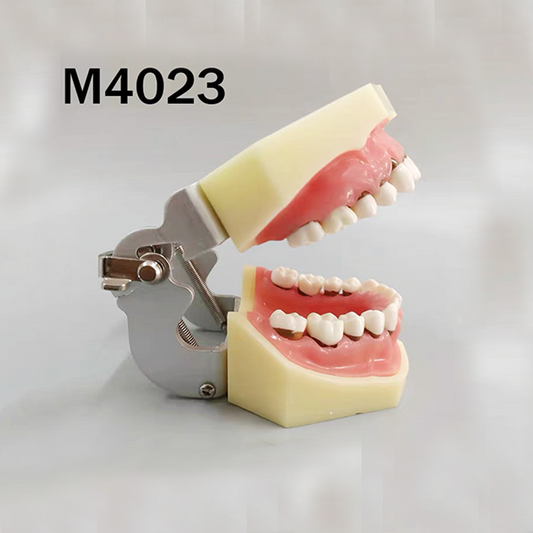 Periodontal Model - each image 0